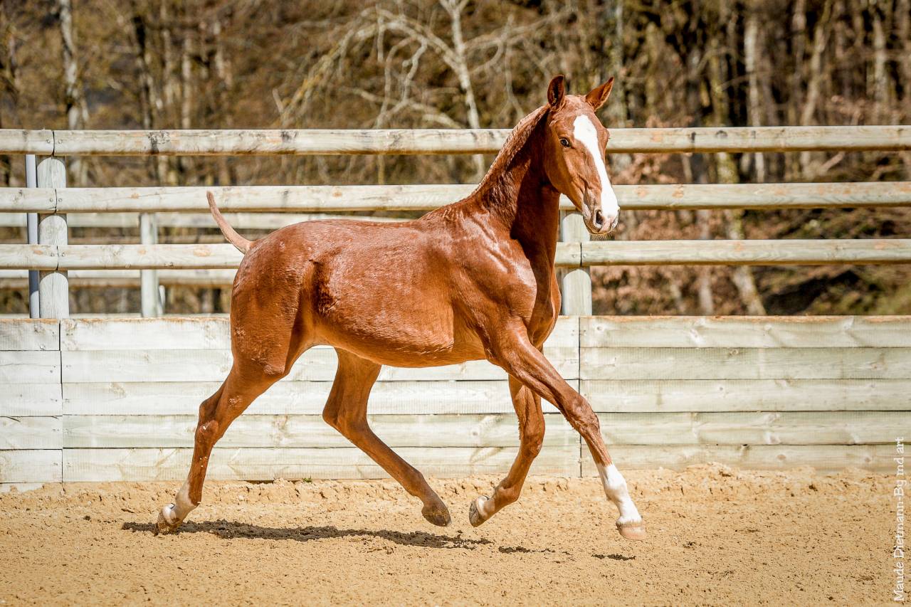 EROS - Lusitano 2009 por unico