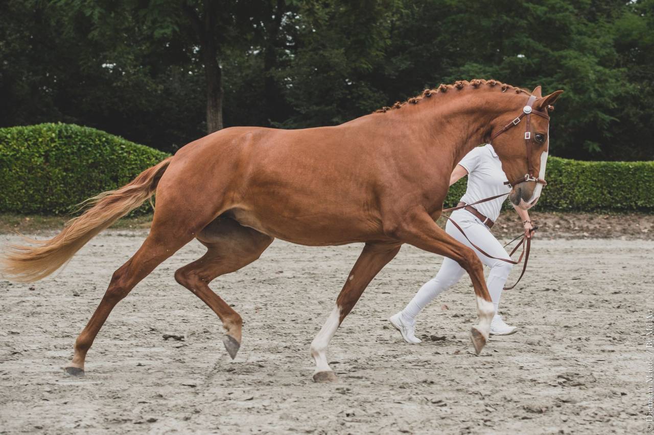 EROS - Lusitano 2009 por unico
