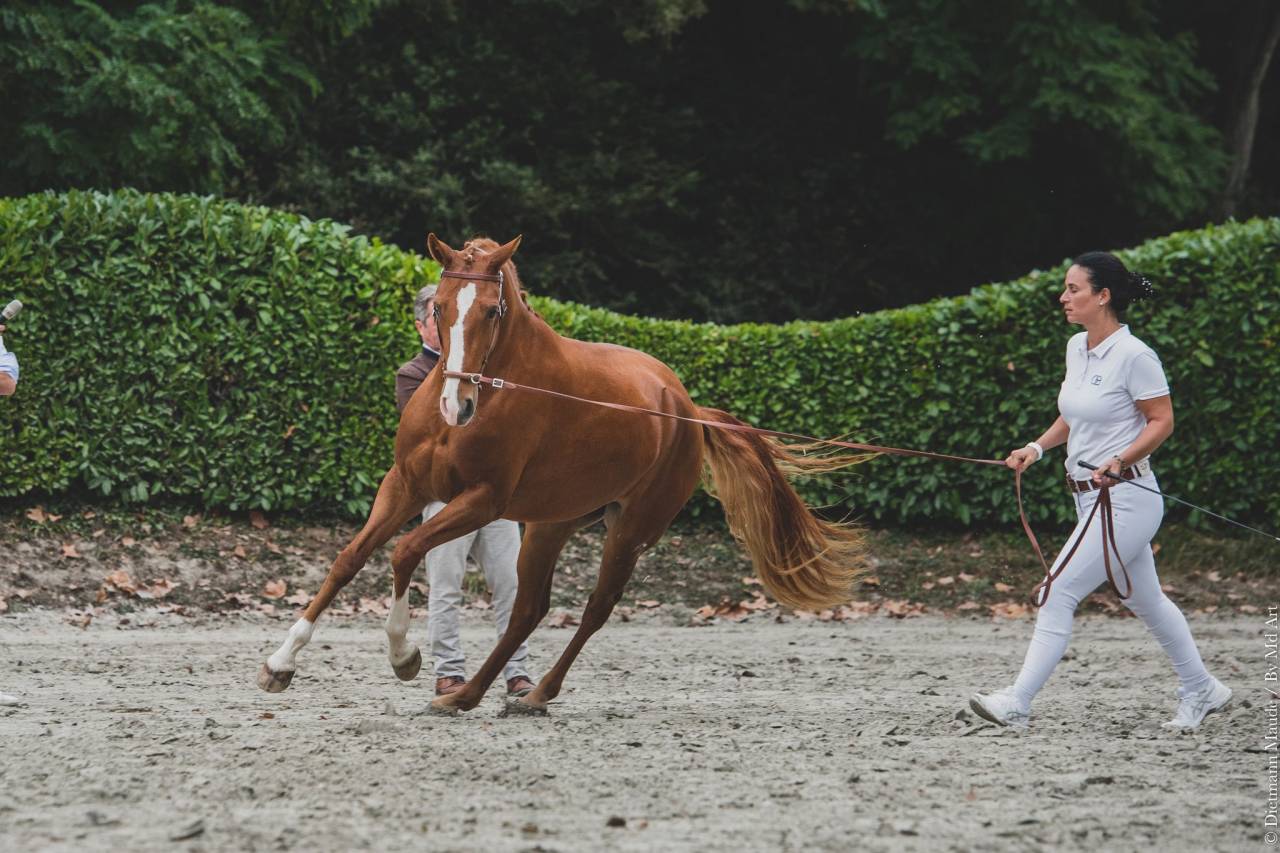 EROS - Lusitano 2009 por unico