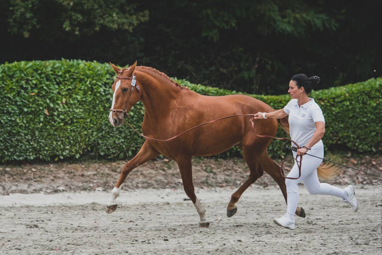 EROS - Lusitano 2009 por unico