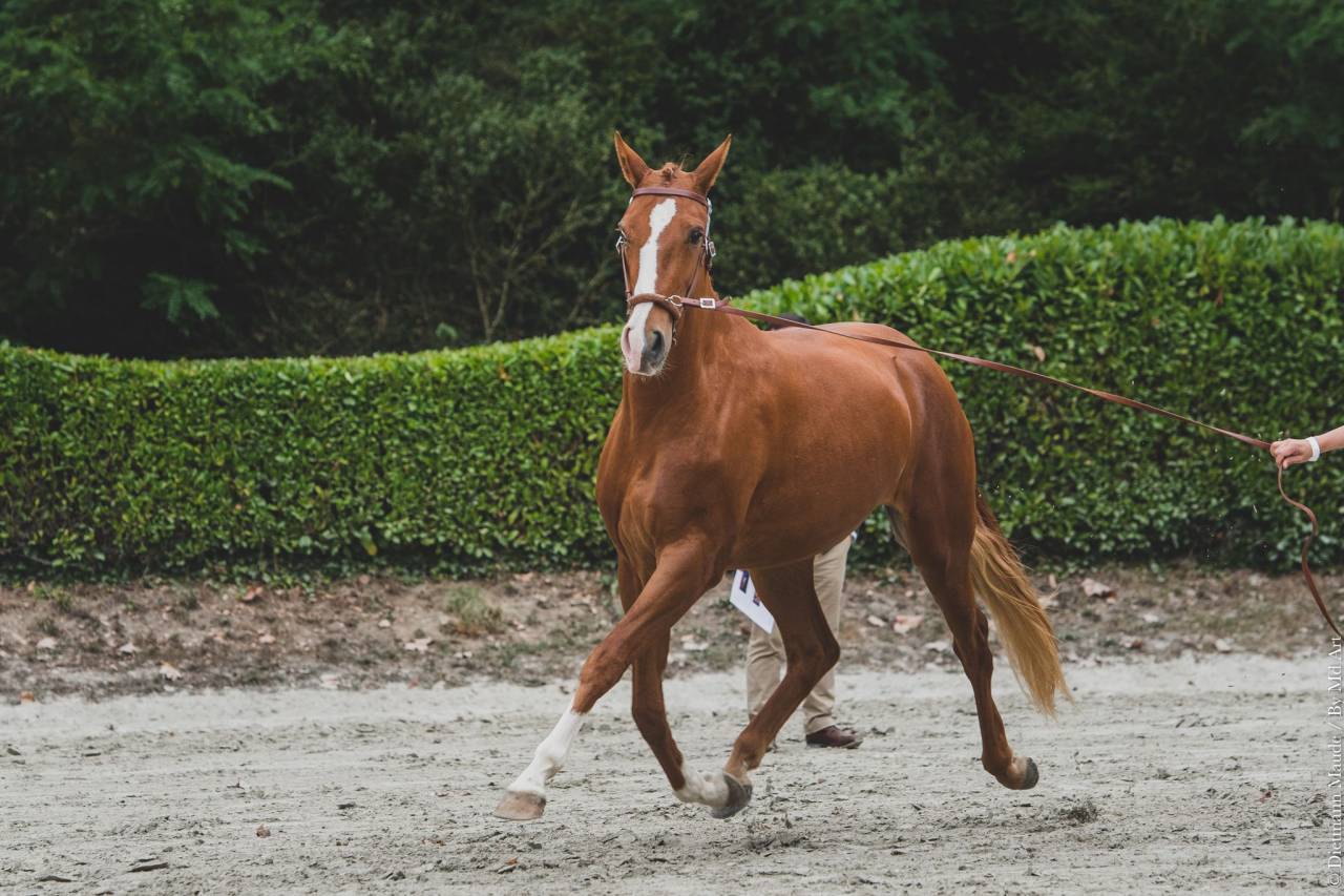 EROS - Lusitano 2009 por unico