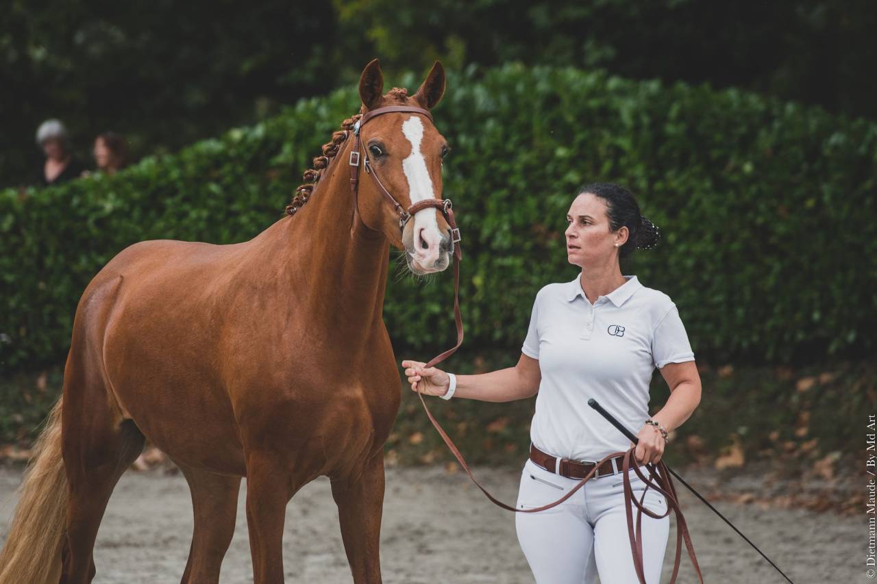 EROS - Lusitano 2009 por unico