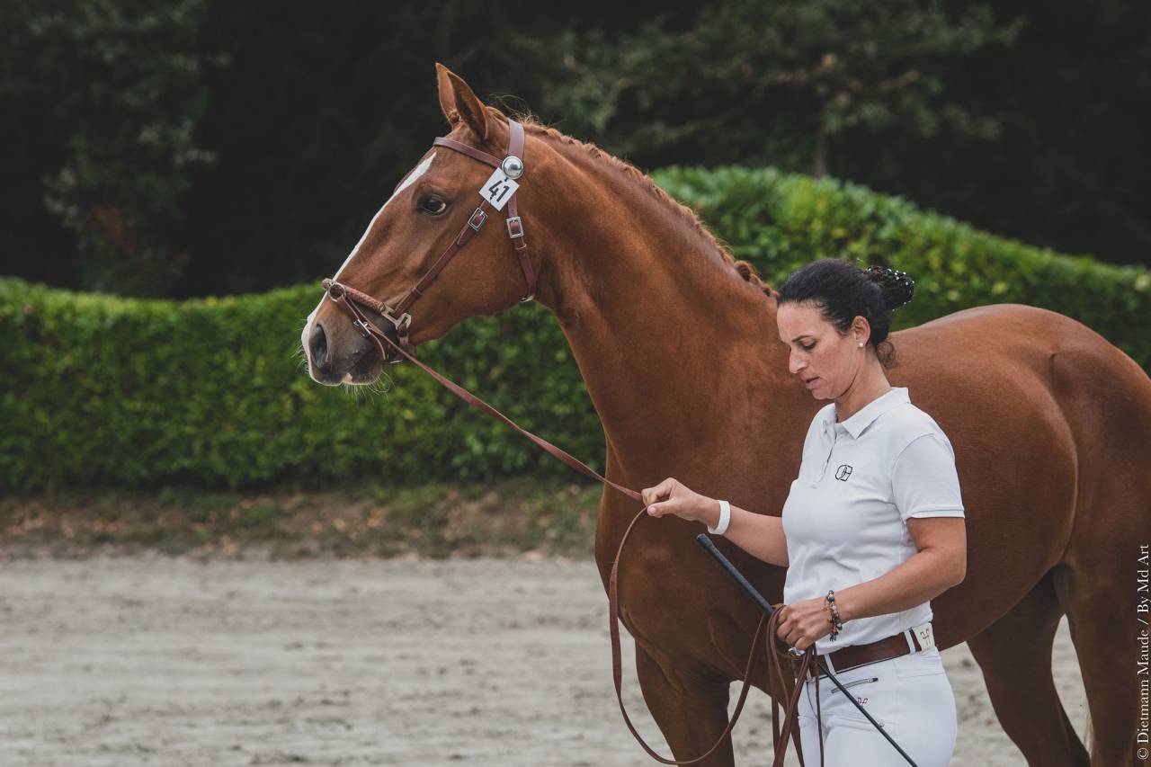 EROS - Lusitano 2009 por unico