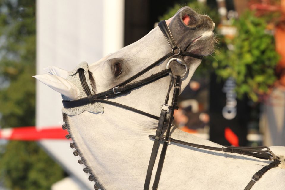 Cornet's Stern - Westfaliano 2003 por CORNET OBOLENSKY