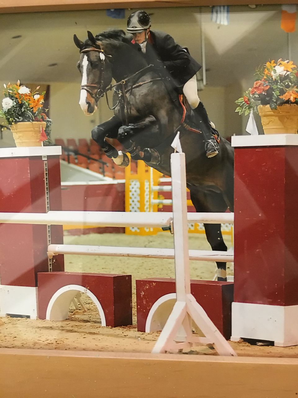 Zodjan J - KWPN Caballo de Deporte Neerlandés 2004 por NEGRO