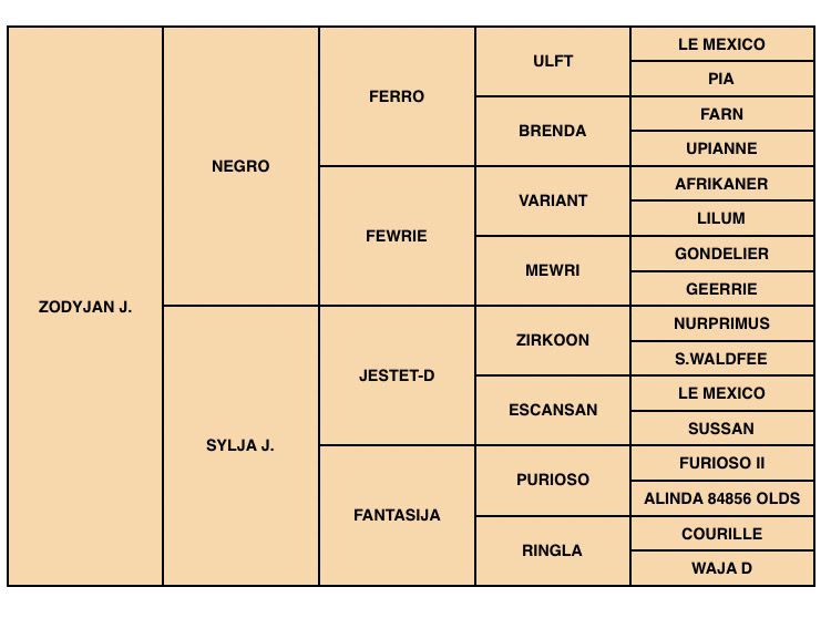 Zodjan J - KWPN Caballo de Deporte Neerlandés 2004 por NEGRO