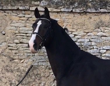 Zodjan J - KWPN Caballo de Deporte Neerlandés 2004 por NEGRO