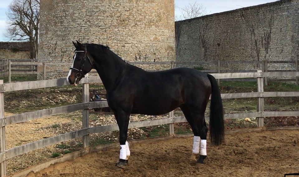 Zodjan J - KWPN Caballo de Deporte Neerlandés 2004 por NEGRO