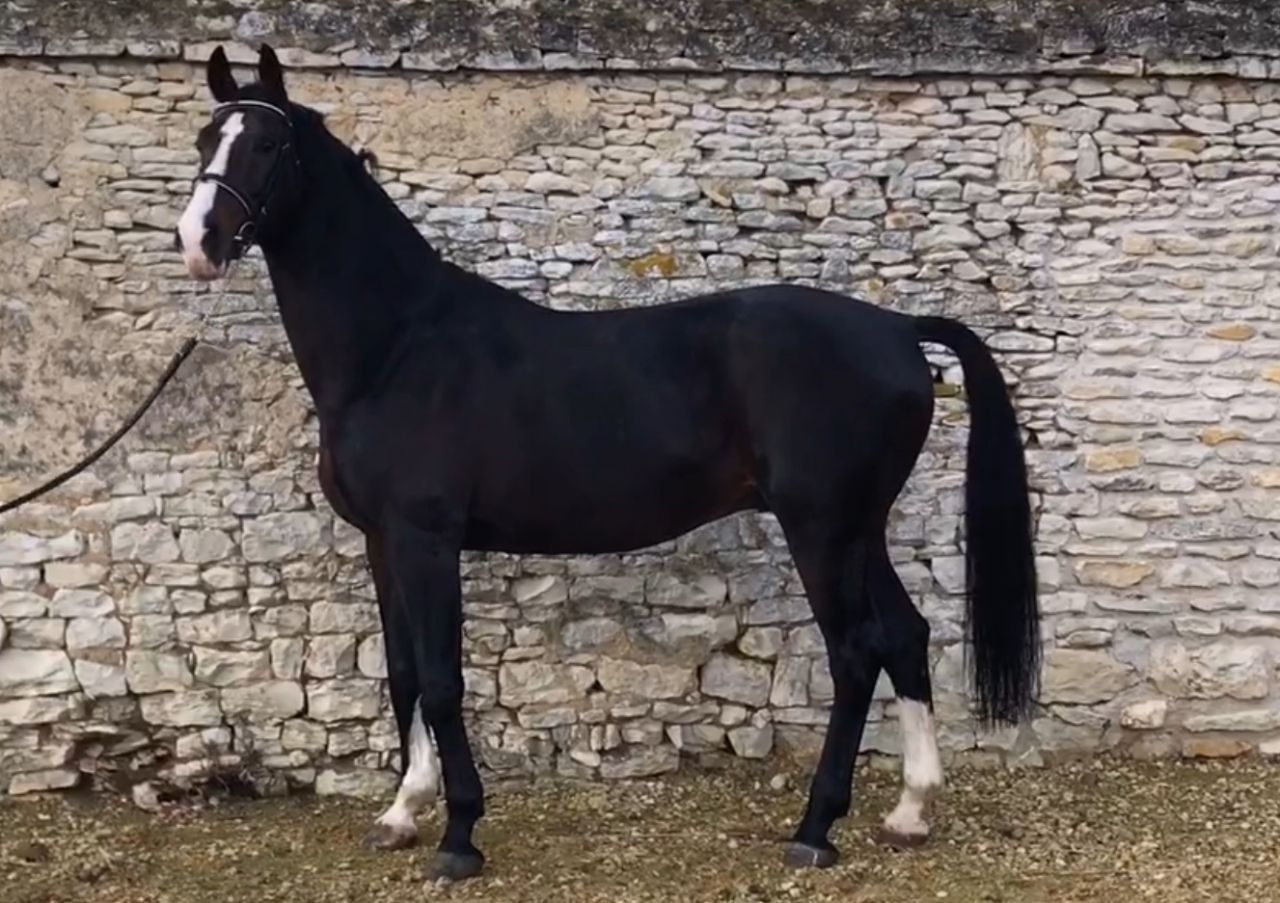 Zodjan J - KWPN Caballo de Deporte Neerlandés 2004 por NEGRO