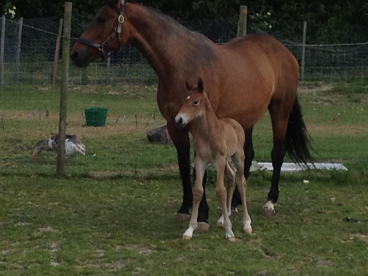 Zimba - KWPN Caballo de Deporte Neerlandés 2004 por BIOTOP
