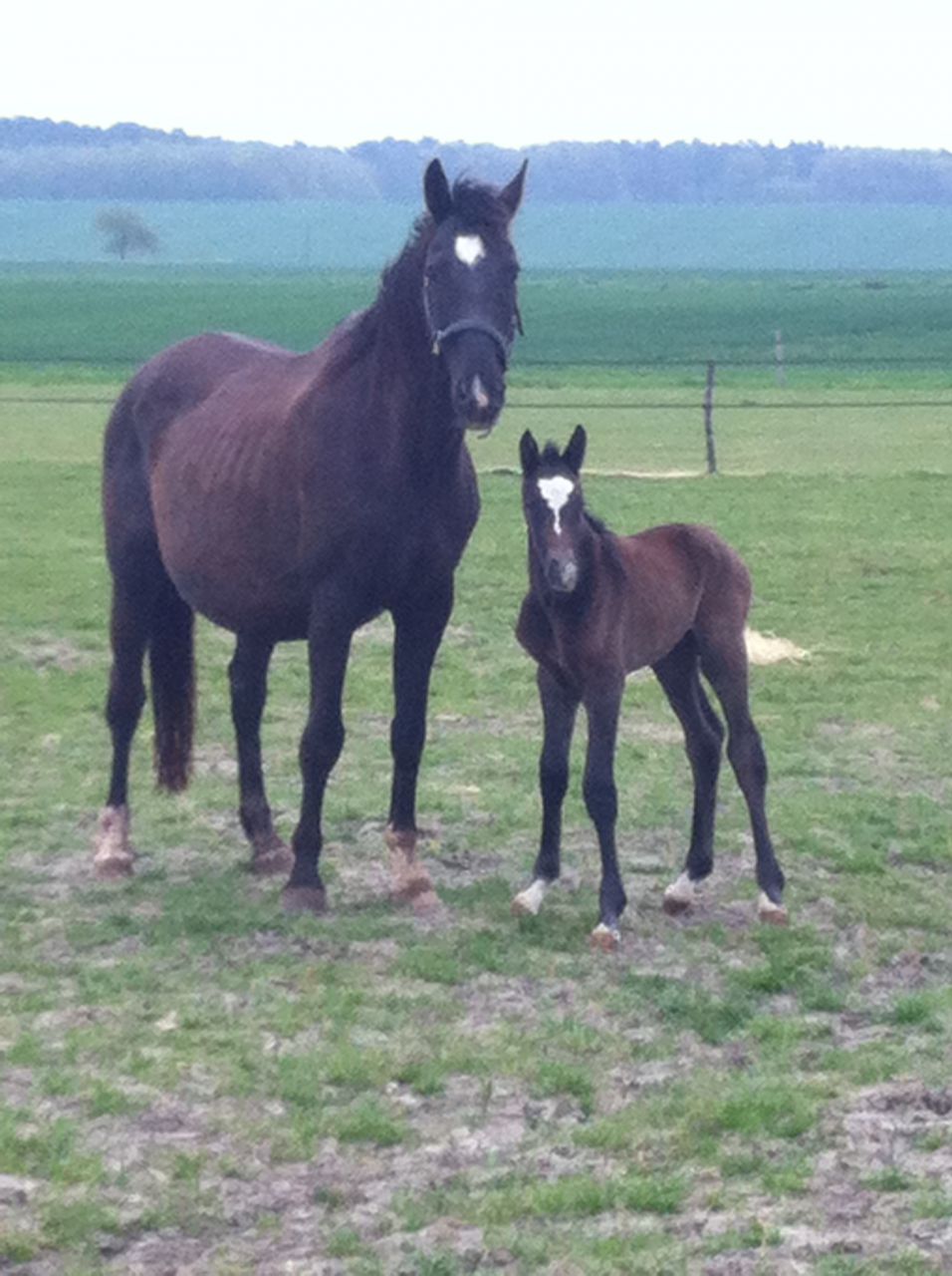 Zimba - KWPN Caballo de Deporte Neerlandés 2004 por BIOTOP
