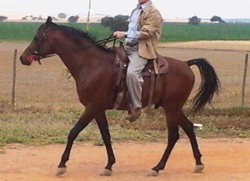 Cubriciones Semental árabe PRA francés raid