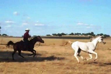 Cubriciones Semental árabe PRA francés raid