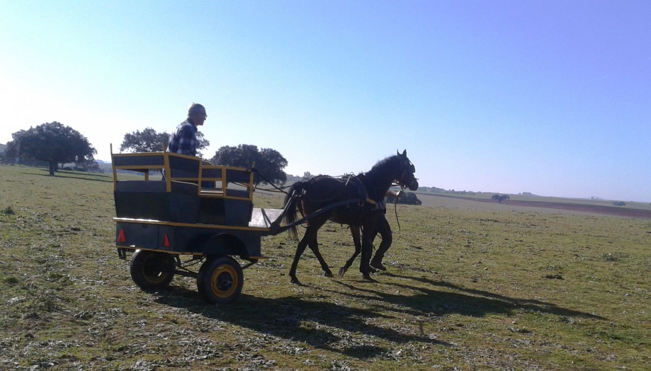 Cubriciones Semental árabe PRA francés raid