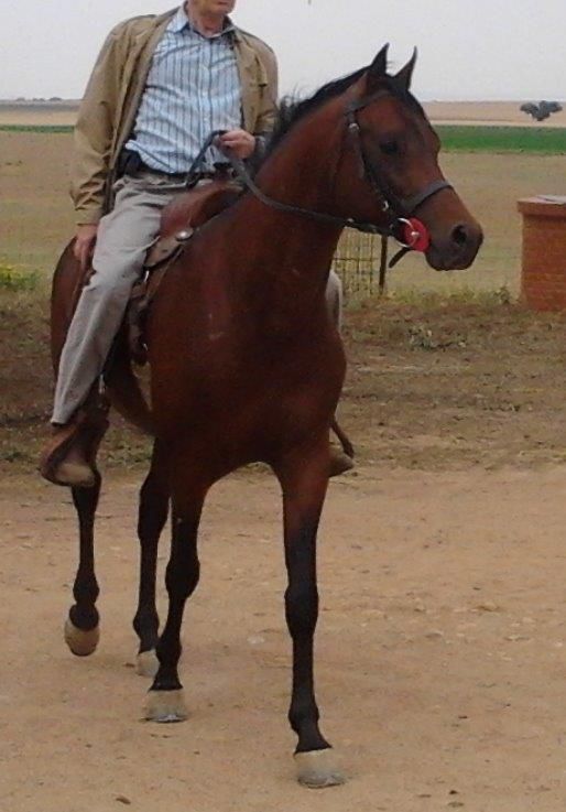 Cubriciones Semental árabe PRA francés raid