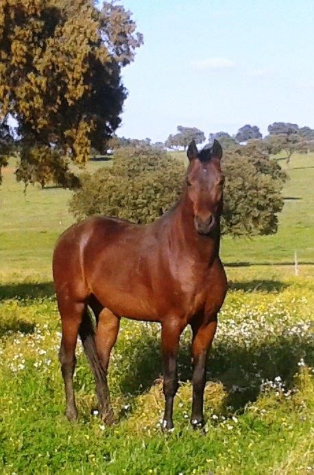Cubriciones Semental árabe PRA francés raid