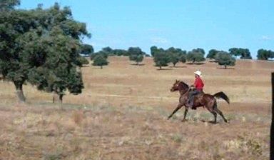 Cubriciones Semental árabe PRA francés raid