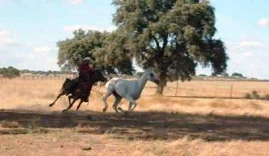 Cubriciones Semental árabe PRA francés raid