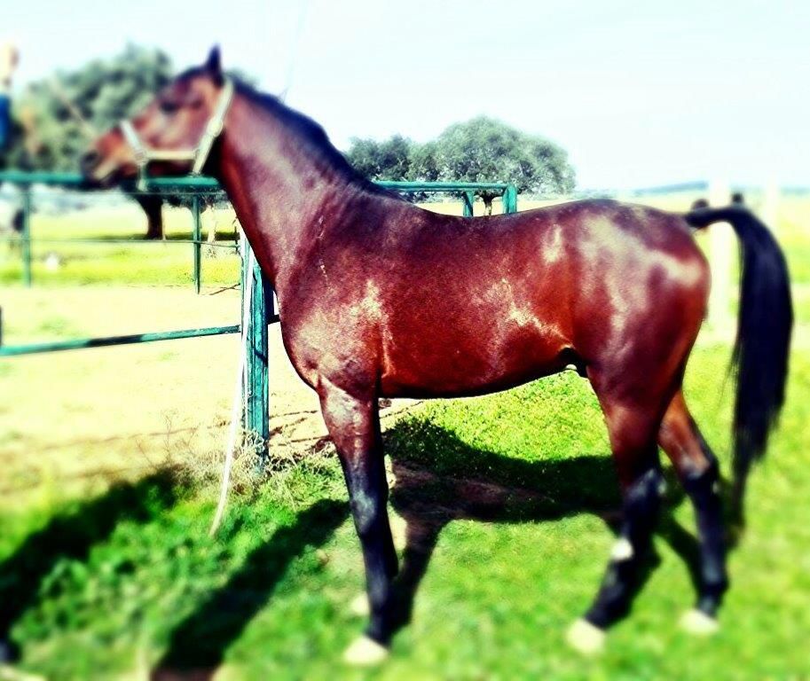 Cubriciones Semental árabe PRA francés raid
