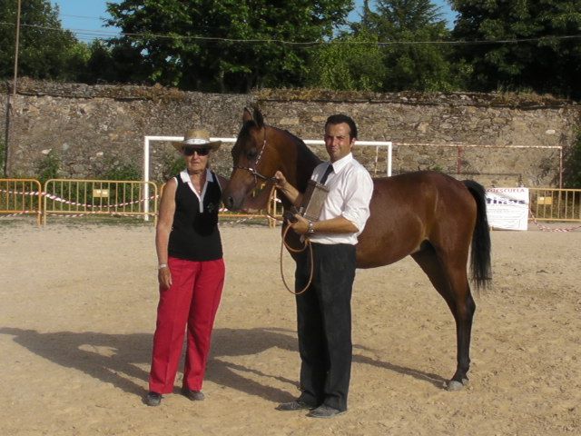 Cubriciones Semental árabe PRA francés raid