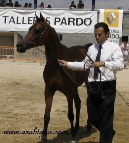 Cubriciones Semental árabe PRA francés raid