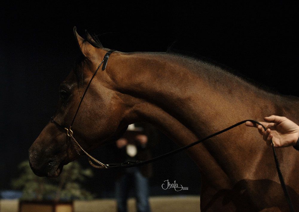 Cubriciones Semental árabe PRA francés raid