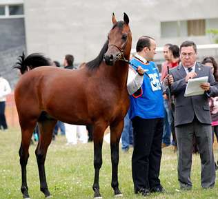 Cubriciones Semental árabe PRA francés raid