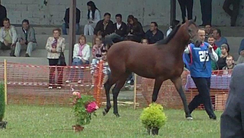 Cubriciones Semental árabe PRA francés raid