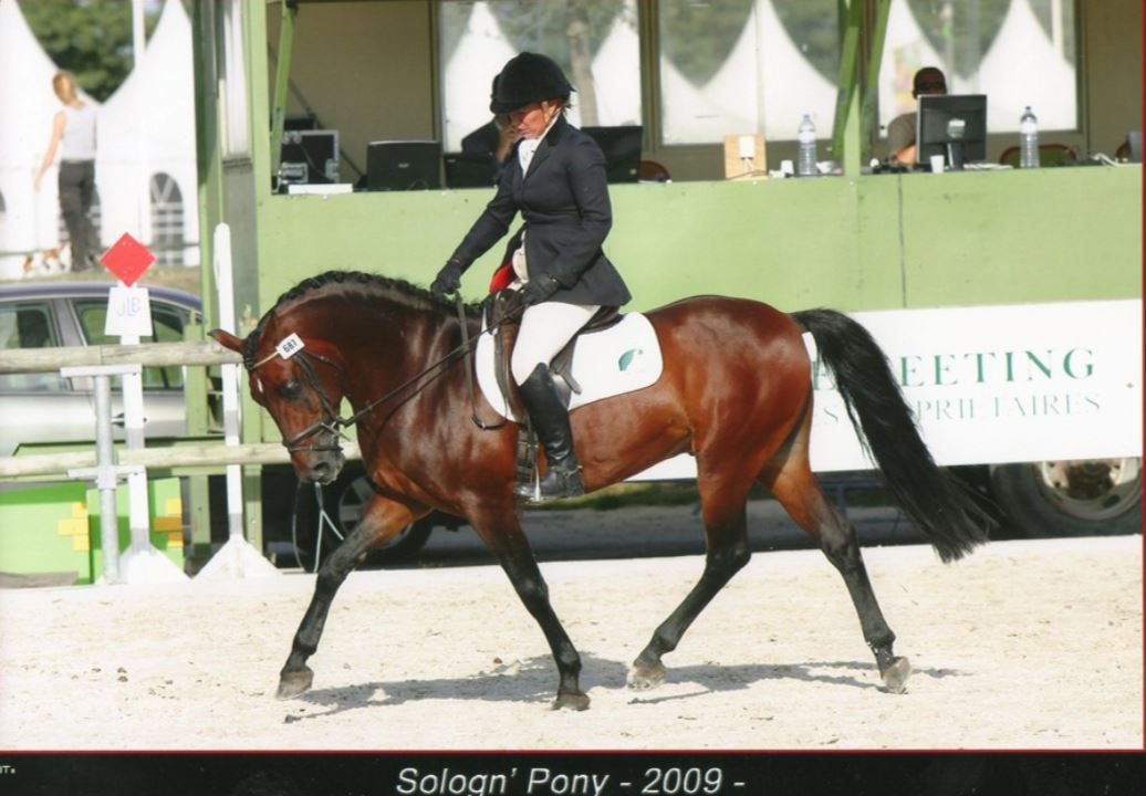 HALTO PEARL - New Forest 1995 por WILLOWWAY PIPER'S BAY (GBR)