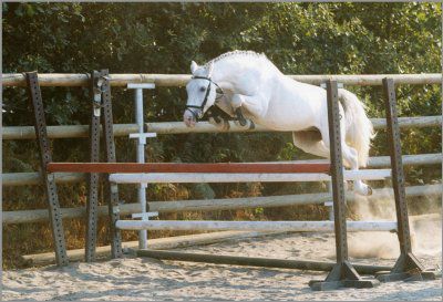 IVOIRE DE CIVRY - New Forest 1996 por PERAC DES ETANGS