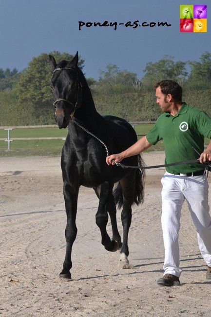 JOYSTICK DES MARRONNIERS (BEL) - New Forest 2012 por MIKEL (NLD)