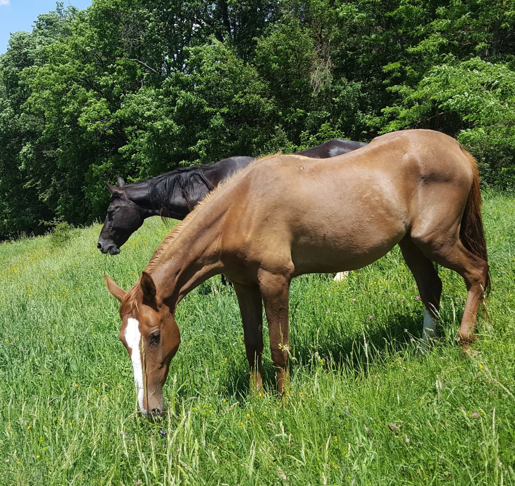 Yegua Akhal Teke En venta 2017 Alazán por Raymar, AT