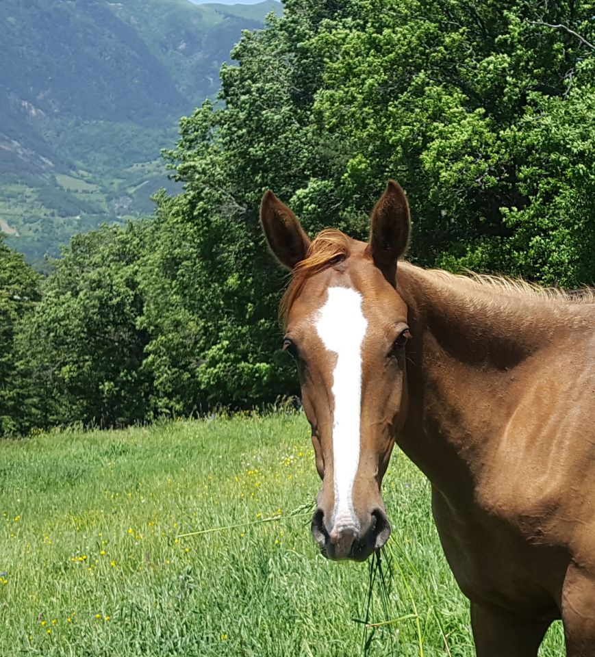 Yegua Akhal Teke En venta 2017 Alazán por Raymar, AT
