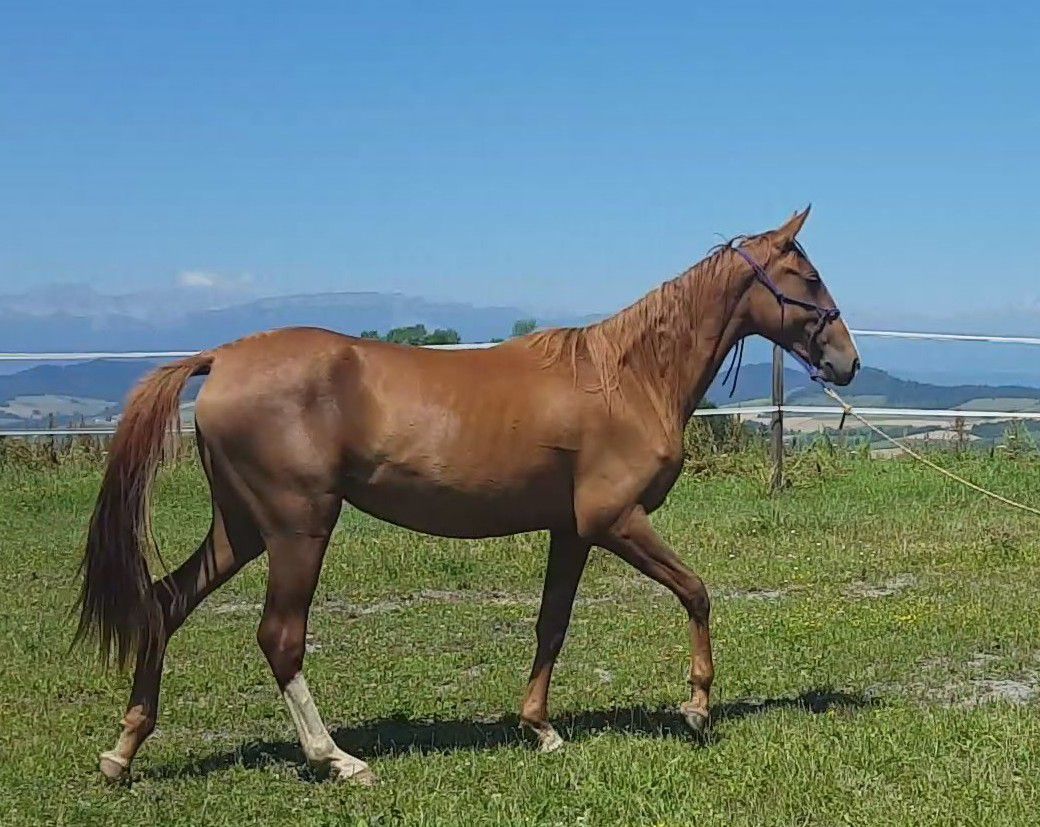 Yegua Akhal Teke En venta 2017 Alazán por Raymar, AT