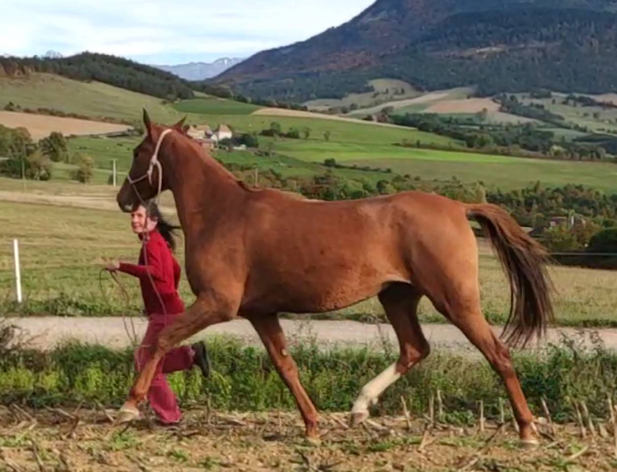 Yegua Akhal Teke En venta 2017 Alazán por Raymar, AT