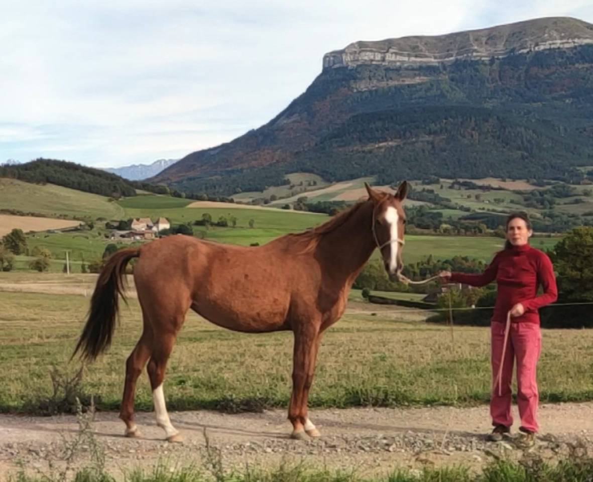 Yegua Akhal Teke En venta 2017 Alazán por Raymar, AT