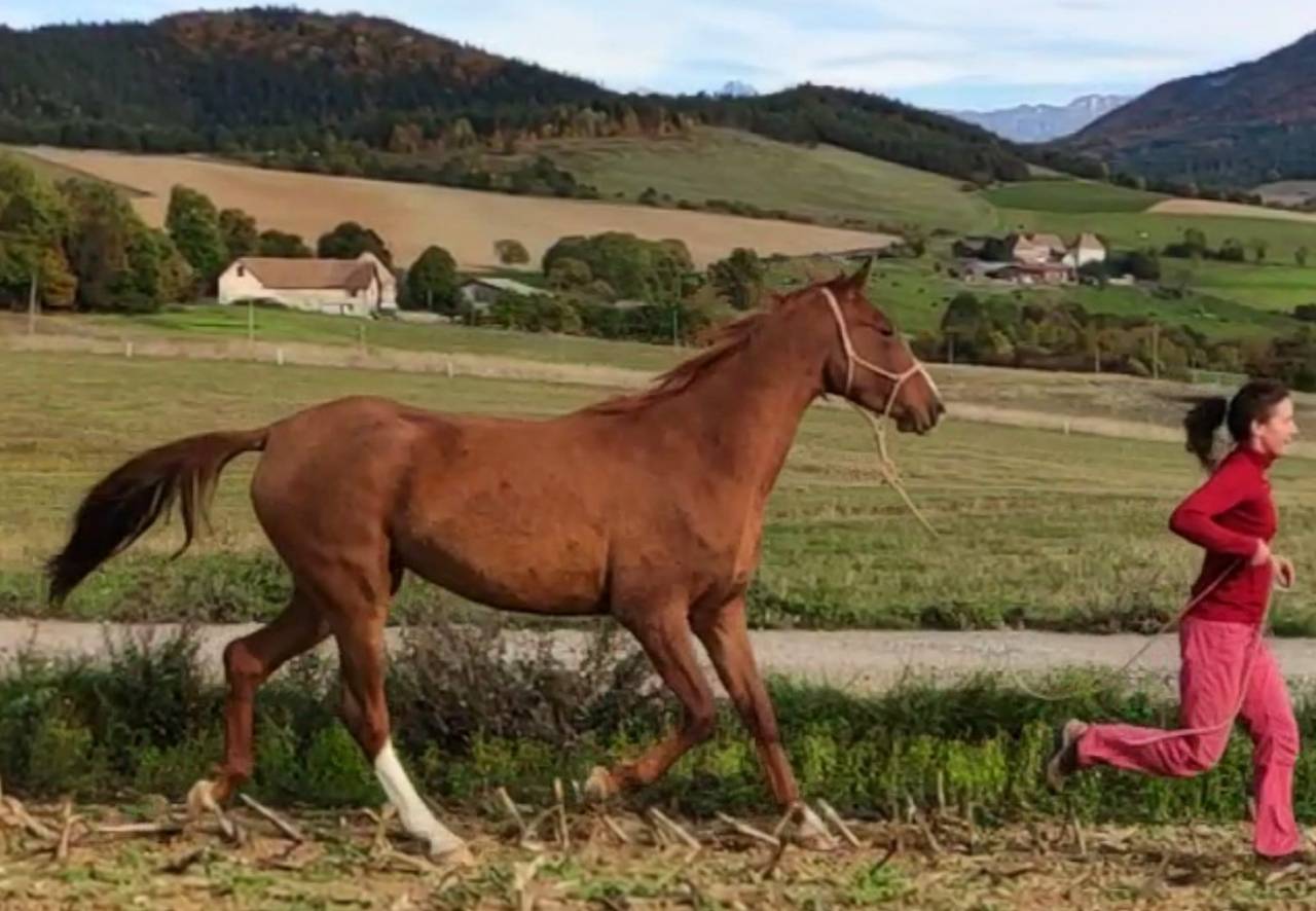 Yegua Akhal Teke En venta 2017 Alazán por Raymar, AT