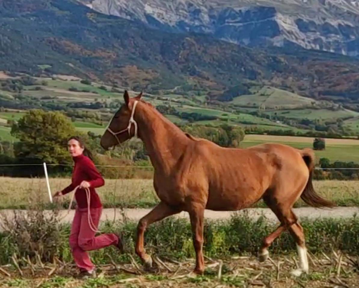 Yegua Akhal Teke En venta 2017 Alazán por Raymar, AT