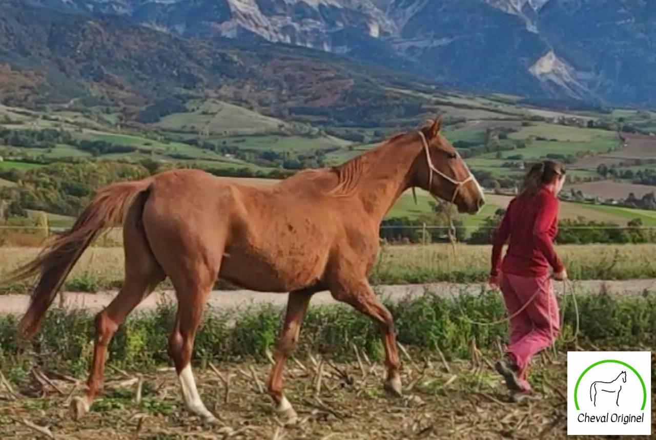 Yegua Akhal Teke En venta 2017 Alazán por Raymar, AT