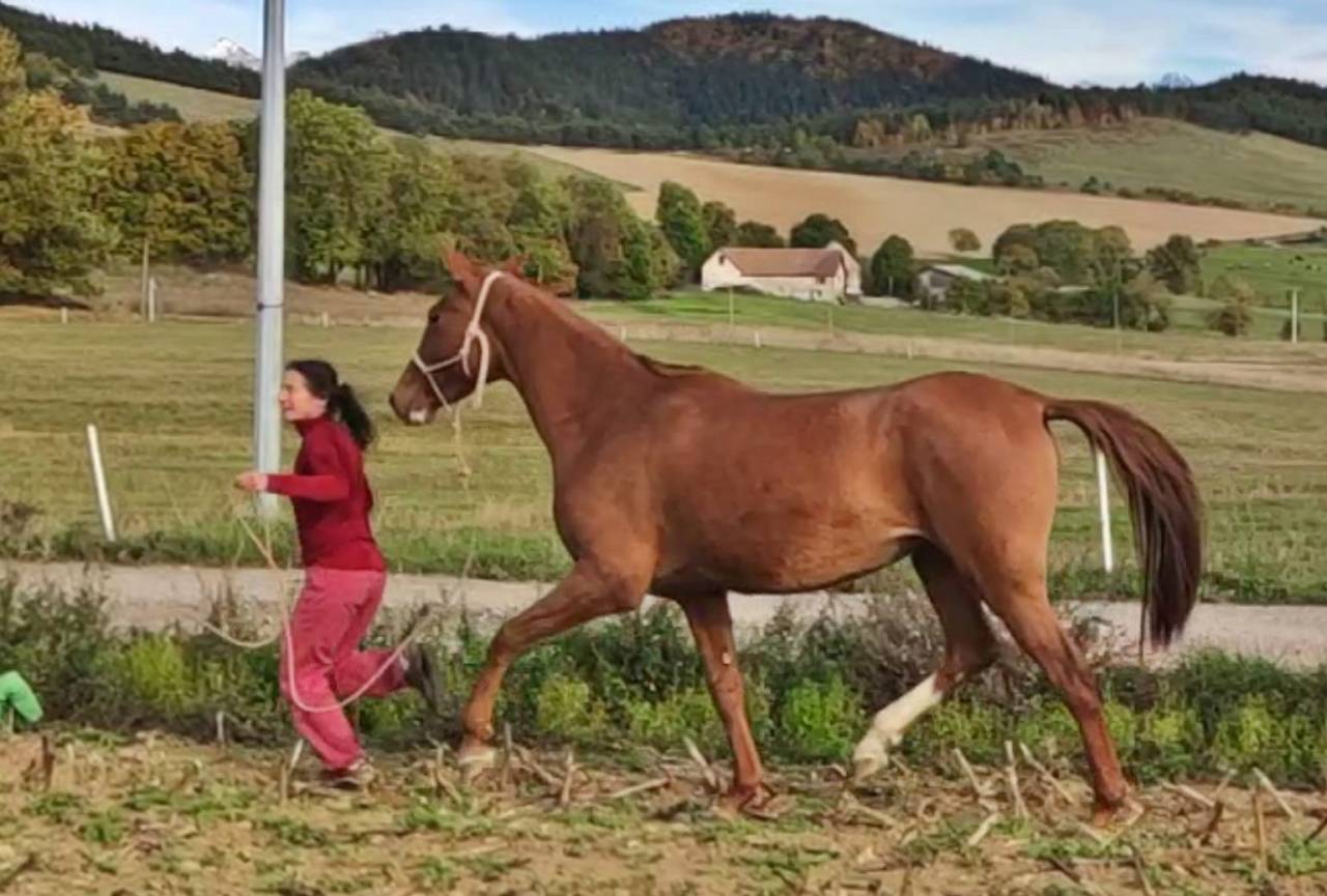 Yegua Akhal Teke En venta 2017 Alazán por Raymar, AT