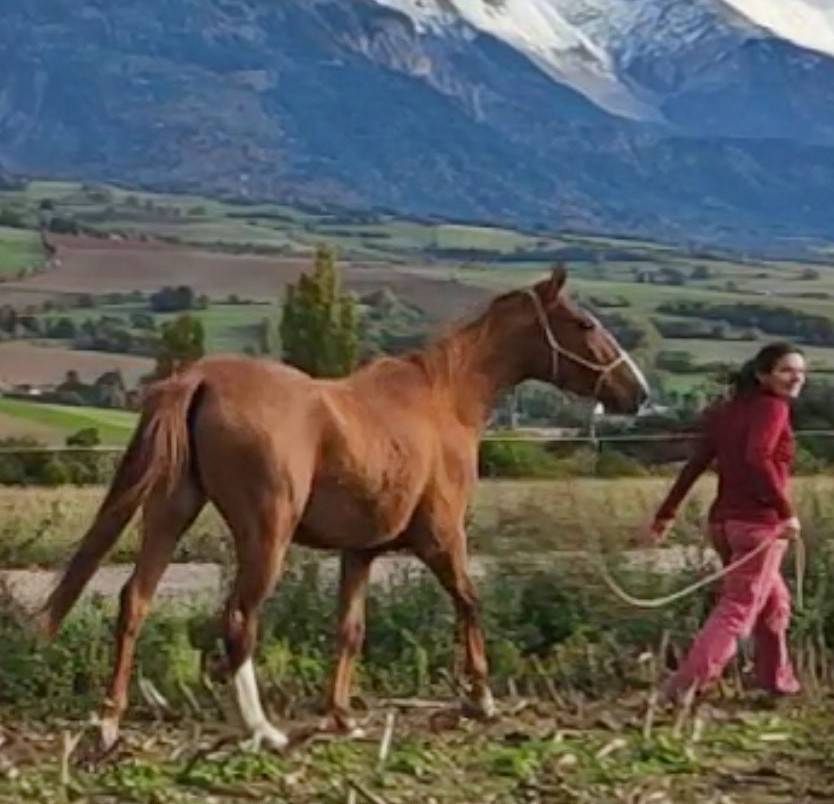 Yegua Akhal Teke En venta 2017 Alazán por Raymar, AT