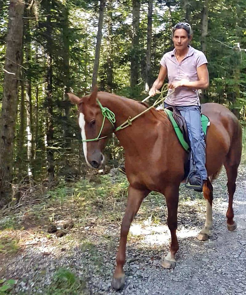 Yegua Akhal Teke En venta 2017 Alazán por Raymar, AT