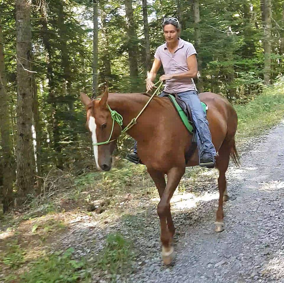 Yegua Akhal Teke En venta 2017 Alazán por Raymar, AT