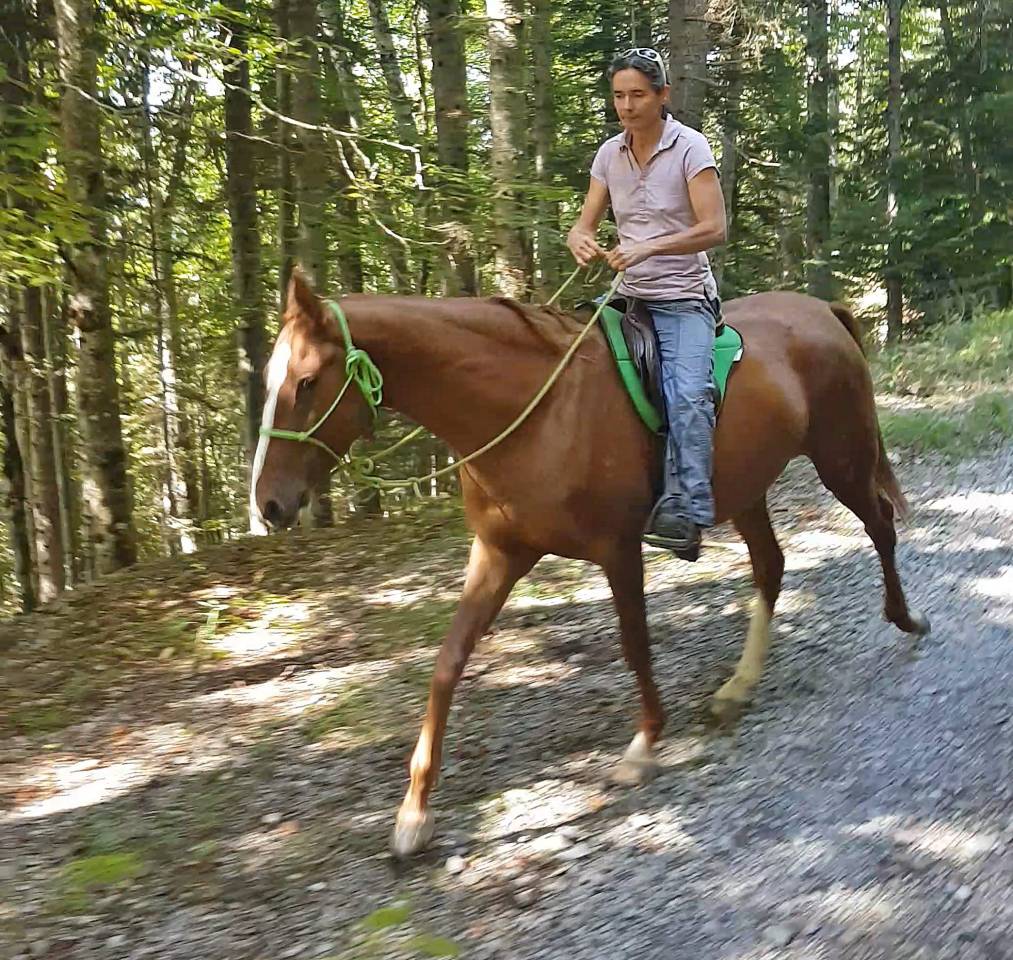 Yegua Akhal Teke En venta 2017 Alazán por Raymar, AT
