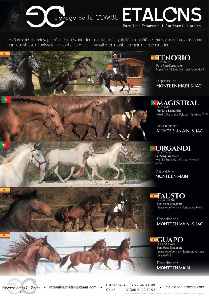 FAUSTO DE LA COMBE - PRE Pura Raza Espa&ntilde;ola 2015 por TENORIO DE VERLIN