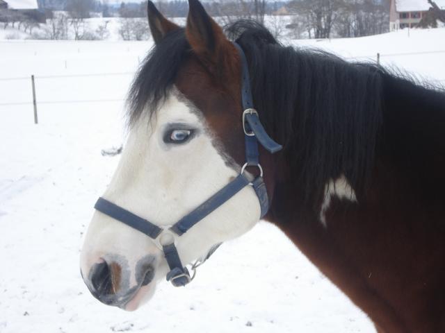 Wash Bar Leo - Paint Horse 2005 por WASH MY SPECTICKLES