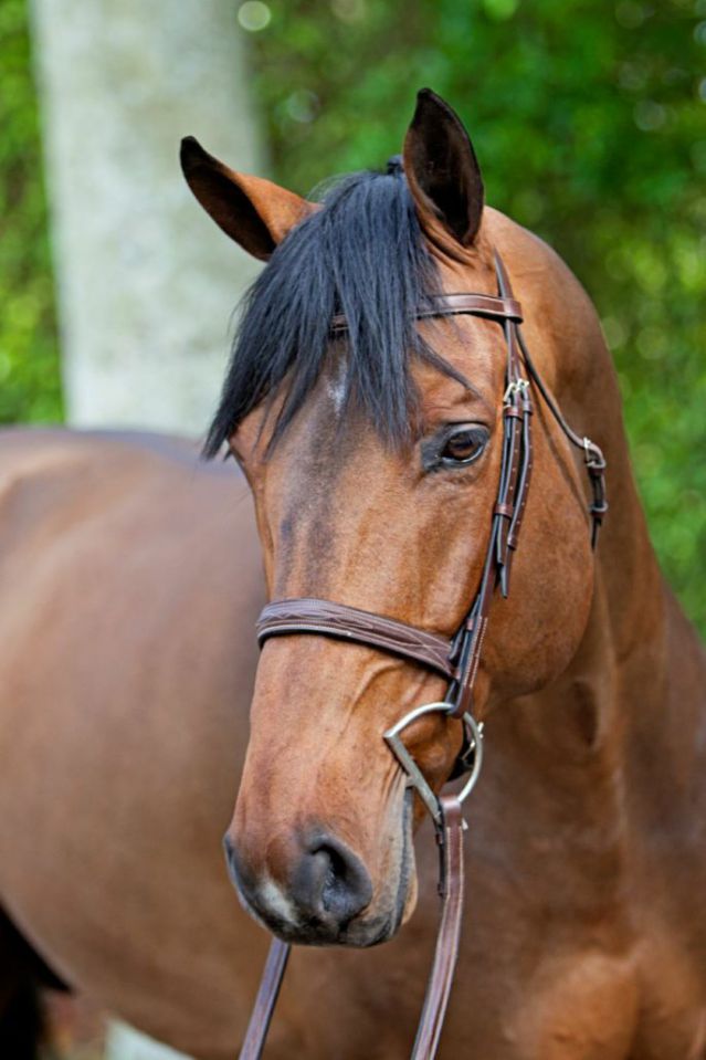 Chaqui Z - Zangersheide 2006