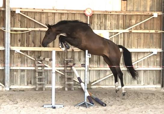 Caballo castrado Silla Francés En venta 2018 Bayo