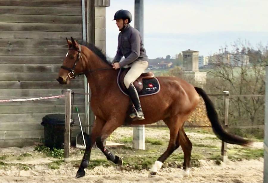 Caballo castrado Silla Francés En venta 2018 Bayo