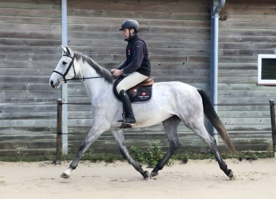 Caballo castrado Silla Francés En venta 2018 Bayo